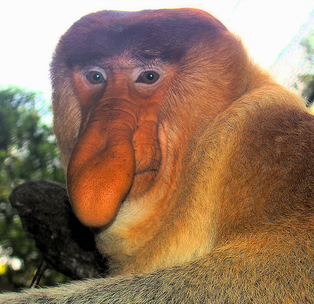 619px-portrait_of_a_proboscis_monkey.jpg